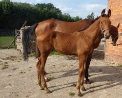 dressage horse Ajax (Hanoverian, 2019, from Alpha Royal)