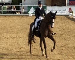 dressage horse Sacrefleur de la vie (Westphalian, 2007, from Sorento OLD)