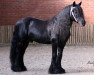 Deckhengst Townend Robbie (Fell Pony, 1992, von Heltondale Josh)
