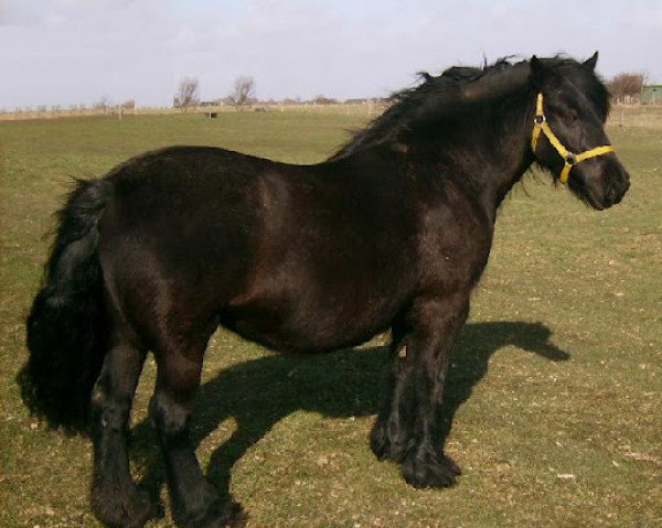 Zuchtstute Kolderhoeve Elise (Fell Pony,  , von Townend Robbie)