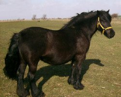 horse Kolderhoeve Elise (Fell Pony, from Townend Robbie)