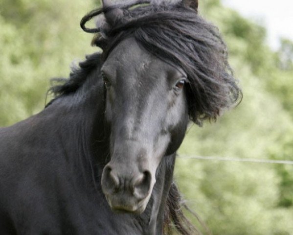 stallion Greenholme Rambler (Fell Pony, 2002, from Lunesdale Redstart)