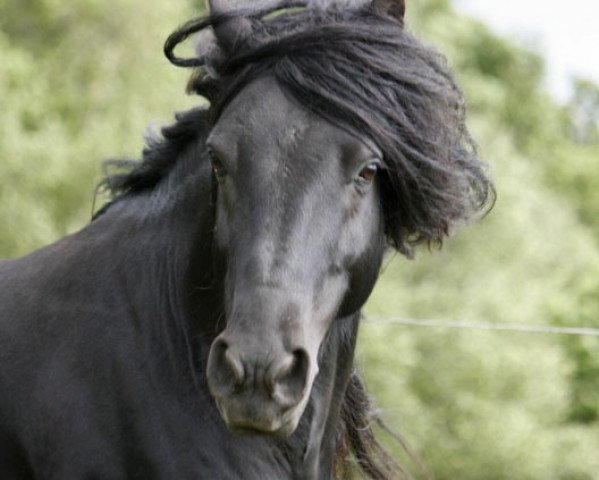 Deckhengst Greenholme Rambler (Fell Pony, 2002, von Lunesdale Redstart)