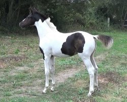 stallion Oakland Fly (KWPN (Royal Dutch Sporthorse), 2019, from Ceasar Ter Linden)