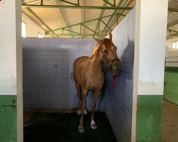 horse Kwak Fly (KWPN (Royal Dutch Sporthorse), 2015, from Utah van Erpekom)