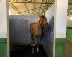 Pferd Kwak Fly (KWPN (Niederländisches Warmblut), 2015, von Utah van Erpekom)