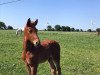 eventing horse Revoluzzer (Oldenburg, 2018, from Revolution)