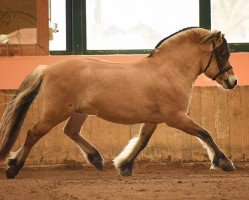 stallion Jonnson (Fjord Horse, 2003, from Jon Halsnæs)