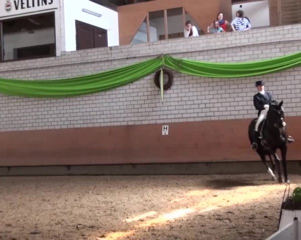 Reitturnier Hellefeld 2016