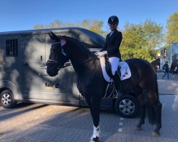 dressage horse Kathmandu (KWPN (Royal Dutch Sporthorse), 2015, from Lord Leatherdale)