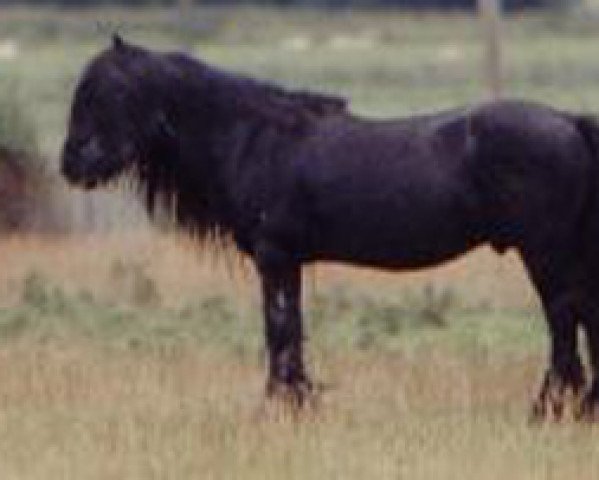 stallion Tebay Campbell Ton Victor (Fell Pony, 1976, from Lownthwaite Star Dust)