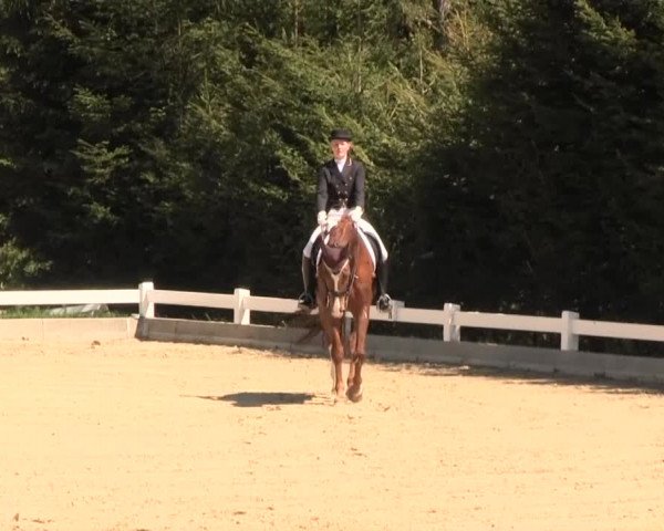 Reitturnier Halver 2016