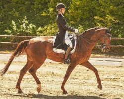 dressage horse Estoy Contigo (Westphalian, 2002, from Ehrentanz I)