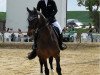 jumper Sarastro 70 (Hanoverian, 2000, from Stakkato)