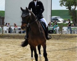 jumper Sarastro 70 (Hanoverian, 2000, from Stakkato)