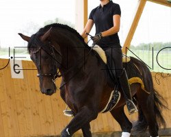 dressage horse Financiero JF (Pura Raza Espanola (PRE), 2010, from Jabato XCV)