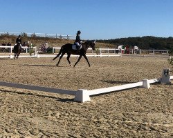 dressage horse Comtess 181 (Westphalian, 2005, from Charming 8)