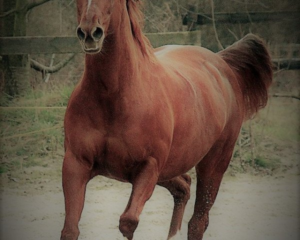 Zuchtstute Nu Smoke By Nic (Quarter Horse, 2003, von Nics Peppy Train)