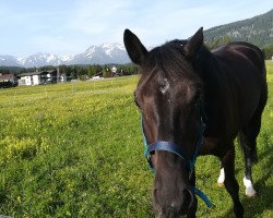 dressage horse Quick Stepp (Bavarian, 2013, from Quasar de Charry)