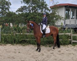 dressage horse Devotion 9 (Oldenburg, 2015, from Destano)