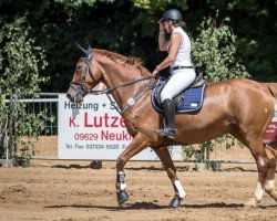 broodmare L-Solide (German Sport Horse, 2006, from Stanislaus)