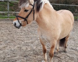 horse Jette 120 (Fjord Horse, 2015, from Lars van den Bosdries)