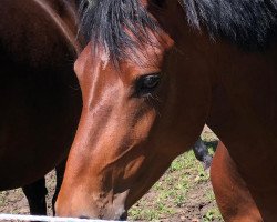 Zuchtstute Sadie (Deutsches Reitpony, 2015, von Garfield)