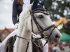 jumper White Girl (German Sport Horse, 2006, from Rudelsburg)