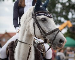 jumper White Girl (German Sport Horse, 2006, from Rudelsburg)