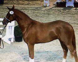 stallion Darwin 145 (Hanoverian, 2013, from Destano)