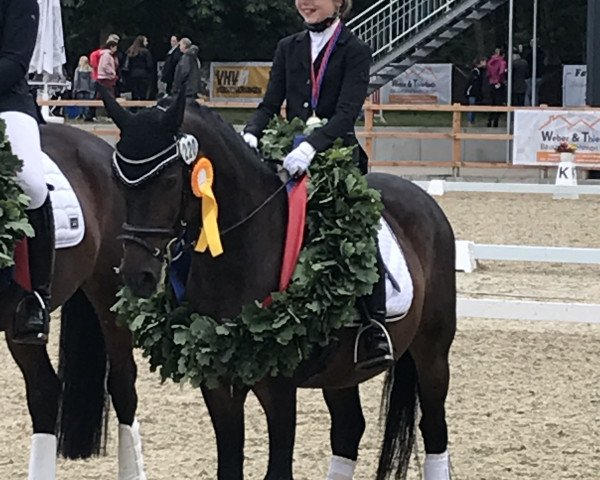 stallion Dornik Boy (German Riding Pony, 2001, from Dornik B)