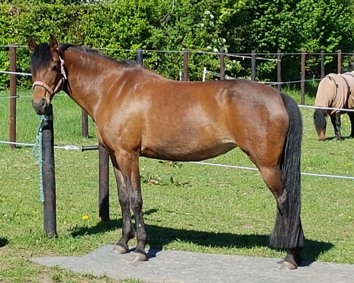 broodmare Shakira 473 (German Riding Pony, 2005, from Seeblick)