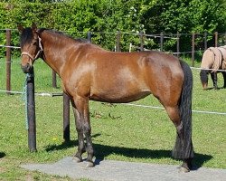 Springpferd Shakira 473 (Deutsches Reitpony, 2005, von Seeblick)