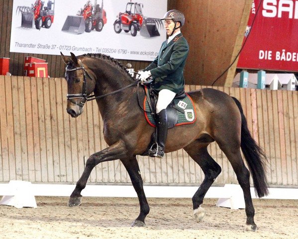 stallion Dominos 5 (Rhinelander, 2009, from Ips Don Massimo)