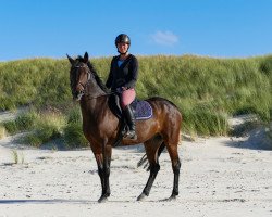 jumper Finn 104 (German Riding Pony, 2006, from Feingold)