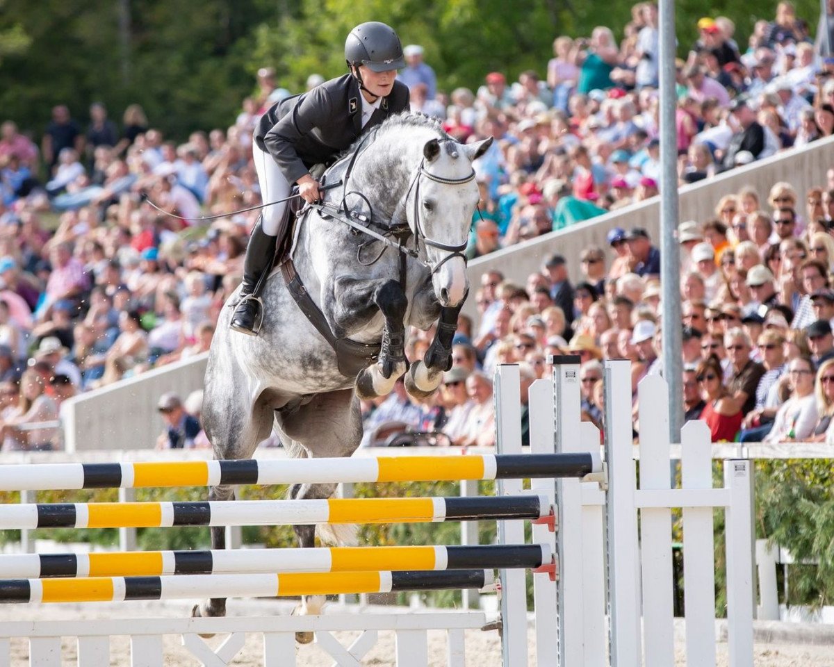 stallion Cristallino (Westphalian, 2014, from Cristallo II)