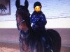 broodmare Inka 293 (Holsteiner, 1994, from Linos)