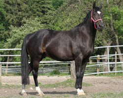 broodmare P-Lafayette (Holsteiner, 2000, from Esteban xx)