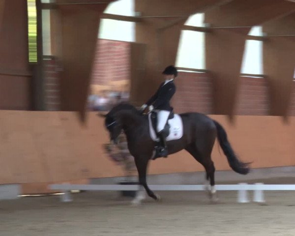 3. Holtkämper Dressurtage 2016