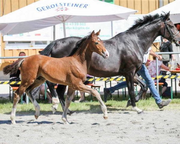 jumper Singuleonce von ZG Joos (German Sport Horse, 2019, from Singulord Joter)