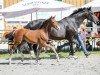 jumper Singuleonce von ZG Joos (German Sport Horse, 2019, from Singulord Joter)