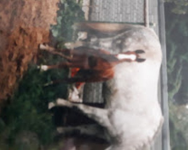 horse Dunhill (Westphalian, 1988, from Dondolo)