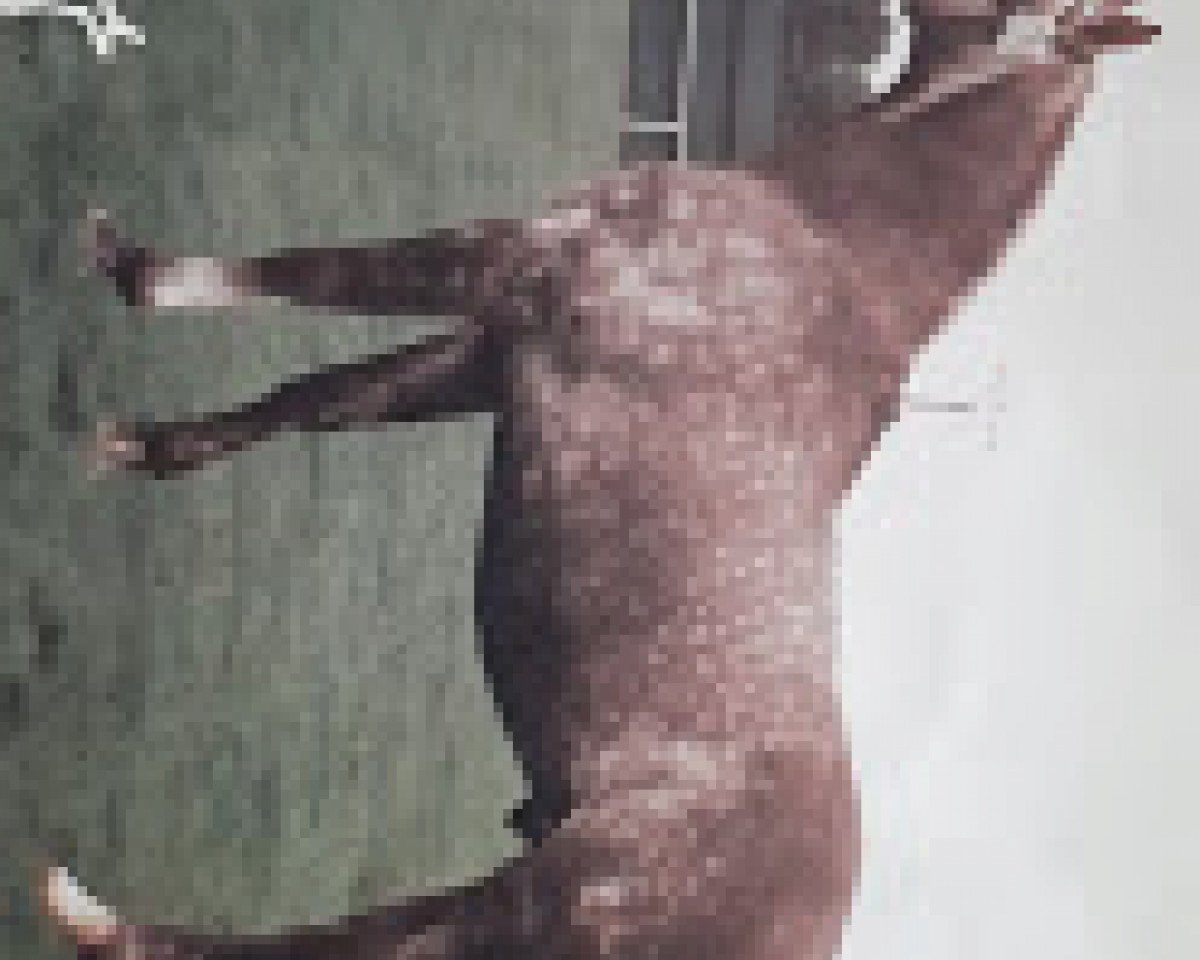 stallion Dondolo (Rhinelander, 1978, from Dreiklang)