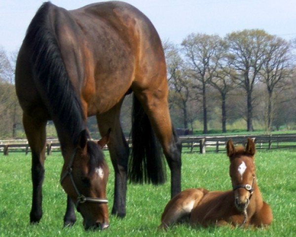 broodmare Antonym xx (Thoroughbred, 2004, from Bahri xx)