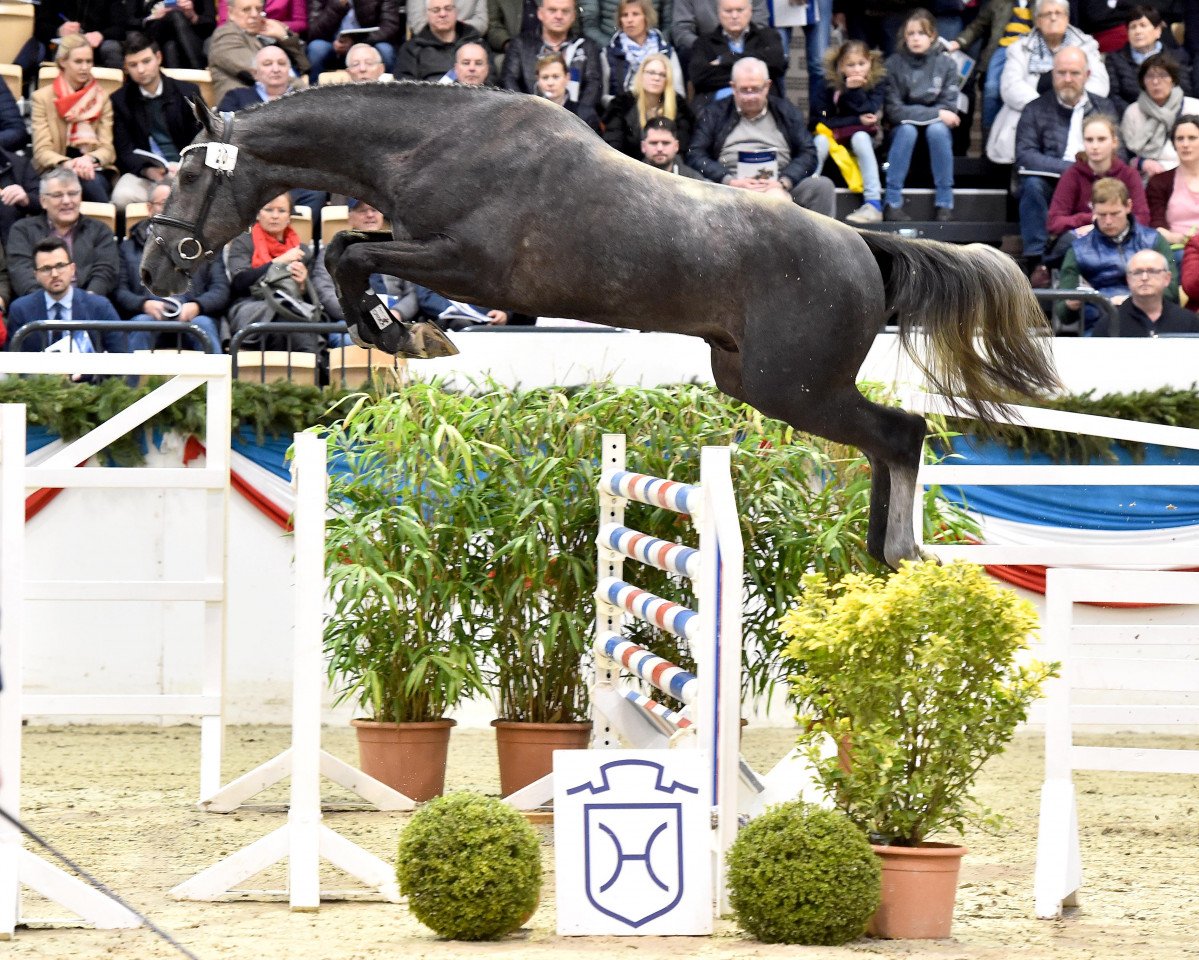 Deckhengst CARDENTOS (Holsteiner, 2017, von VDL Cardento 933)