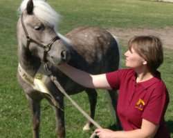 broodmare Maja (Dt.Part-bred Shetland pony, 2014, from Pegasus)