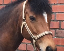 dressage horse Thalia (German Riding Pony, 2009, from Cyros)