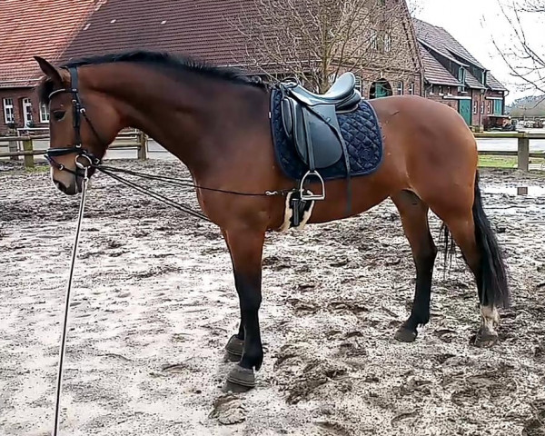 broodmare Franzisca (Westphalian, 2014, from Farbenspiel)