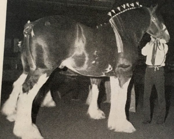 stallion Belleau Derward (Clydesdale, 1983, from Bardrill Ambassador)
