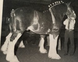 Deckhengst Belleau Derward (Clydesdale, 1983, von Bardrill Ambassador)